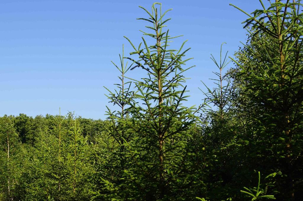 Om Skog & Lantbruk Skog & Lantbruk är ett rådgivningsföretag som arbetar med följande tjänster inom jord och skog: - Fastighetsförmedling - Generationsskifte -