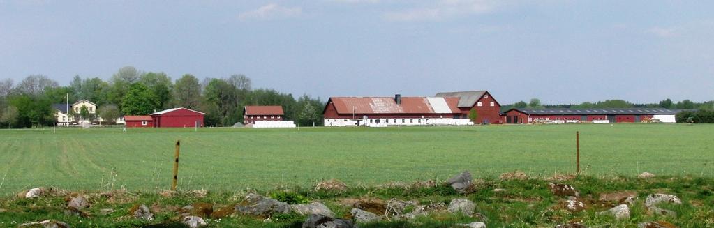 Ekonomi En ekonomisk jämförelse gjordes mellan utfodringsstrategierna med fokus på kostnader för ingående fodermedel.