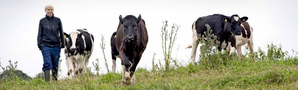 Mjölk/nöt 41A Kontroll av foderstater, mjölkkor Målet med rådgivningen är att du ska bli medveten om hur du kan minska överutfodringen av kväve och fosfor utan att försämra lönsamheten.