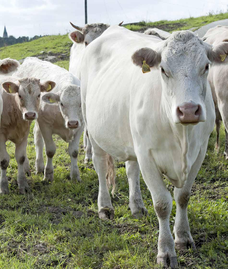 Klimatkollen djurgårdar 20B Vad är stort och smått på din gård när det gäller klimatfrågan? Var finns potentialen till förbättringar? Klimatkollen ger dig en första koll på läget.