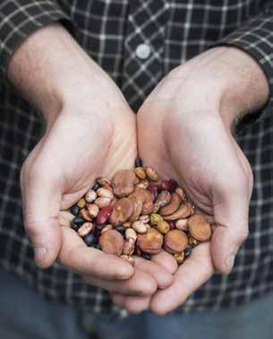 Kilo koldioxidekvivalenter per kilo benfritt kött 40 30 25 20 15 10 5 0 Svenskt lamm- och nötkött, allok 62 % Lamm- och nötkött, Jannelund, allok 81 % Lamm- och nötkött, Jannelund, allok 62 % Figur 6.