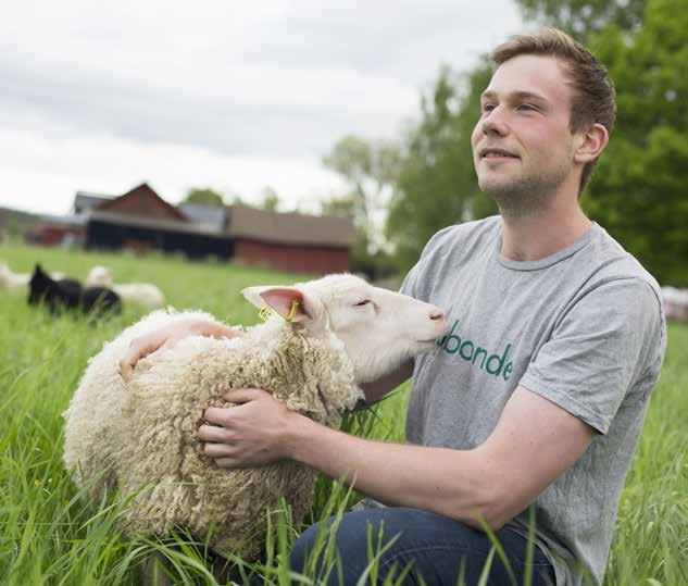 Gårdens ekonomi förbättrades väsentligt mellan 2015 och 2016 som ett resultat av ökad direktförsäljning av lammkött och bra priser på de vegetabilier som odlades på gården för humankonsumtion.