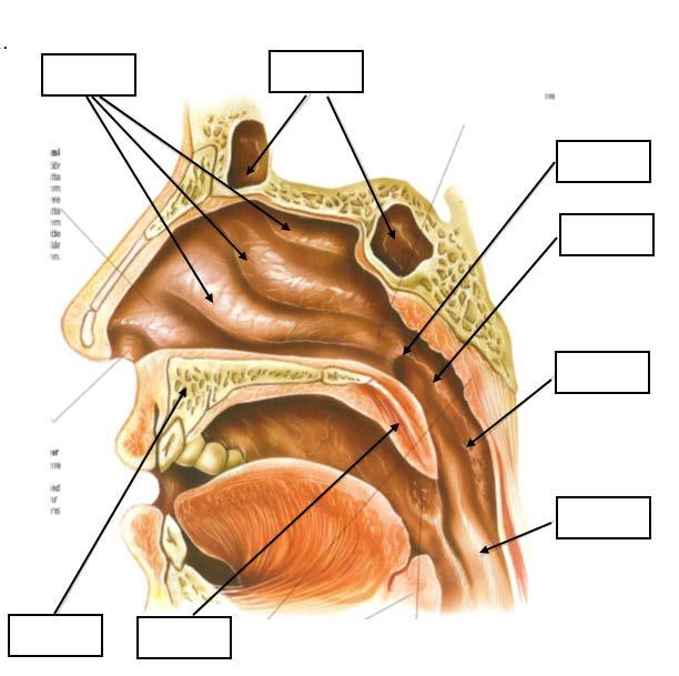 5. Respirationssystemet KOD. NR. Föreläsare: Frida Nygren (Max 8 p) 1. Ange de anatomiska strukturernas namn. Välj från listan och skriv in rätt bokstav i rutorna.