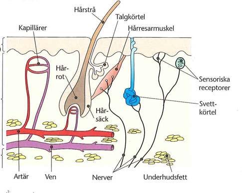 1. Cellen och vävnader Kodnr. 2. Ange i figuren nedan: (1,5p) Dermis: Epidermis: Subcutis: 3.