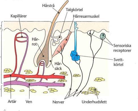 1. Cellen och vävnader Kodnr. 2. Ange i figuren nedan: (1,5p) Dermis: Epidermis: Subcutis: 3.