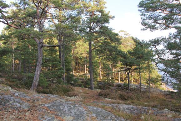 Myndighetskontakter, Ö-råd Ornö Fiber David Alvén Lena Wristel Torbjörn Nordström Lotta Carlheim- Müller Hans Ewrelius Gunnar Hammarlund Ola Berndtsson Gunnar Hammarlund Elisabeth Lundvall Johan