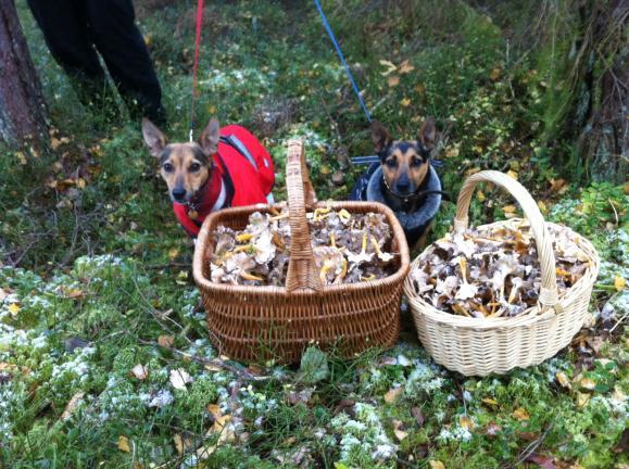 Mefjärdsdagbok Torsdag 25 oktober Regnperioden har tagit åtminstone en tillfällig paus och det ser ut att bli en härlig höstdag.