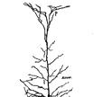 perception Figur-bakgrund separation Perceptuell komplettering Perceptuell rivalitet Efteraktivitet 500 ms Associationskedjor 8 Vad motsvarar enheterna i ett ANN?