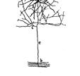 Tsodyks, Uziel, Markram 2000 E L E Na E K Hodgkin-Huxley formalism Na, K, K Ca, Ca-channels Ca AP and Ca NMDA pools Fast synaptic transmission: Glutamatergic (50/50 AMPA-NMDA)