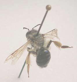Mikael Sörensson Figur 4. Det enda svenska exemplaret (hona) av grovsandbi Andrena gravida Imhoff från Löderup Strandbad. Längd: 12 mm.