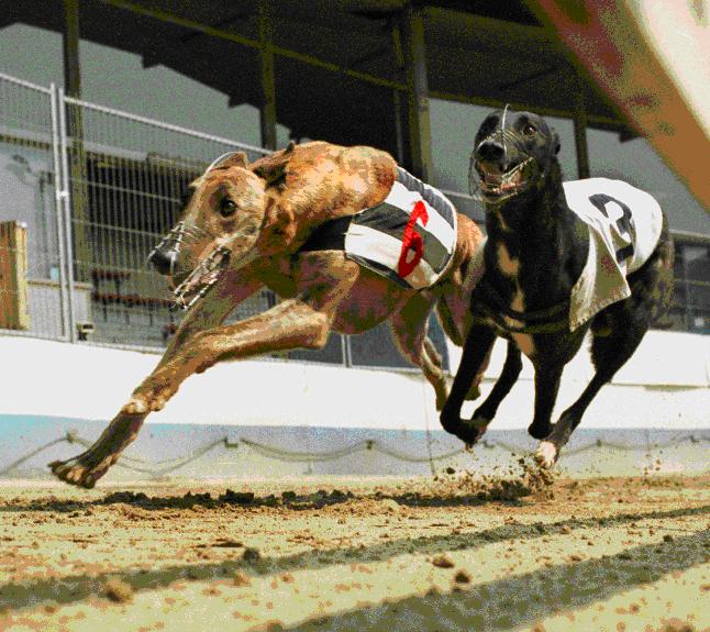 S P E L GR 3 Tippa tre vinnare GR 3 Tippa tre vinnare GR 3 avd 1 BANA,KLASS Distans Triospecial LOPPNAMN XXX Datum Bana L Dis Box Start 123456 Pl V-tid BK Vikt Od Kl Tid Gr Action Rose Äg: Almandins