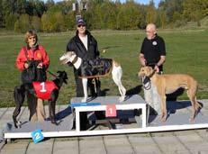 I det följande kortloppet handlade det om Whippetdivisionen, extra insatt för att Midlanda flyttade sin tävlingsdag. Det blev jämnt till kurvan mellan tre whippets.
