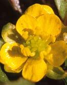 nyfynd (Milium vernale discovered on Öland, SE Sweden) 151 Debatt: Vad behöver en naturvårdare veta? 154 Inventera i Pite lappmark!