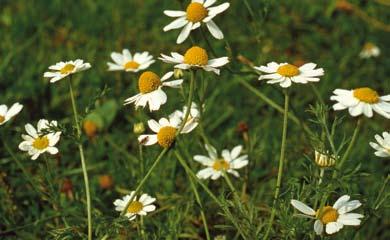 FLORAVÄKTARNA av lokalen genomförts framför allt av artens floraväktare. I Sverige är kritsugan numera endast känd från ovannämnda förekomster i Kristianstad, där den sannolikt inte är ursprunglig.