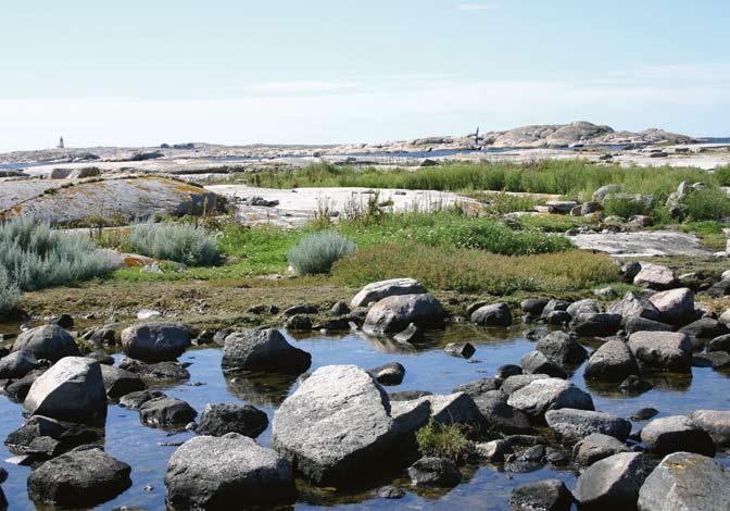 SVERIGES AKUT HOTADE ARTER Portlakmålla växer i landet idag bara på Långö lösa tångar, en liten ö utanför Kungshamn i Bohuslän. Foto: Evastina Blomgren.