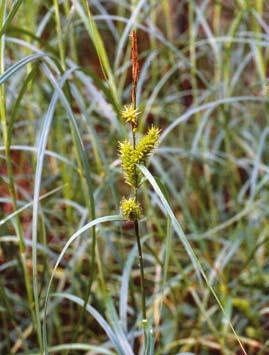 SVERIGES AKUT HOTADE ARTER Finnstarr Carex atherodes ANDERS DELIN I Sverige hittades finnstarr första gången av Nadja Niordson i Hälsingland i slutet av juli 1987.