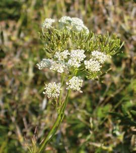 FLORAVÄKTARNA Som namnet antyder är rysskörveln vanligare i Finland och ännu längre österut. Foto: Margareta Edqvist.