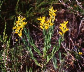 FLORAVÄKTARNA Tysk ginst Genista germanica NILS-GUSTAF NILSSON Den tyska ginsten har till skillnad från de andra svenska arterna av släktet, som är oceaniska, en mera kontinental utbredning.