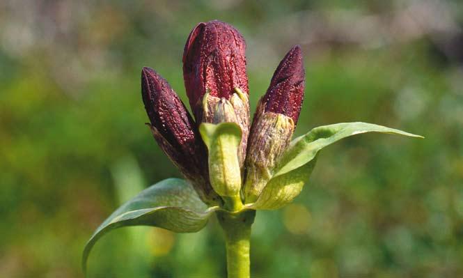 SVERIGES AKUT HOTADE ARTER Baggsöta Gentiana purpurea BENGT PETTERSON Baggsöta är i Sverige endast känd från en begränsad lokal några kilometer norr om Fjällnäs, Tännäs socken i nordvästra Härjedalen.