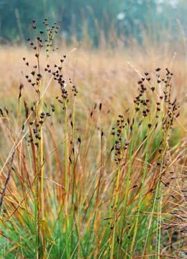 FLORAVÄKTARNA Svarttåg Juncus anceps KJELL-ARNE OLSSON Sven Snogerup har under en lång följd av år följt svarttåg på de tre lokaler i sydvästra Skåne som även utgör de enda lokalerna för arten i