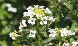 och ökat i antal. Läs om andra fina exempel på floravårdande åtgärder i Halland på sidan 85. Omkring 550 floraväktare var aktiva under 2005.