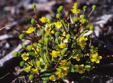 SVERIGES AKUT HOTADE ARTER Gotlandsranunkel är en liten ettårig smörblomma som kan variera mycket i antal mellan åren beroende på nederbörden. Foto: Lars-Åke Pettersson.