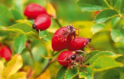 FLORAVÄKTARNA Åkerrosen doftar svagt av äpple och skiljs från sina äppeldoftande släktingar på de vita blommorna. Bladen är glänsande gröna och nyponen körsbärsröda. Foto: Åke Svensson.