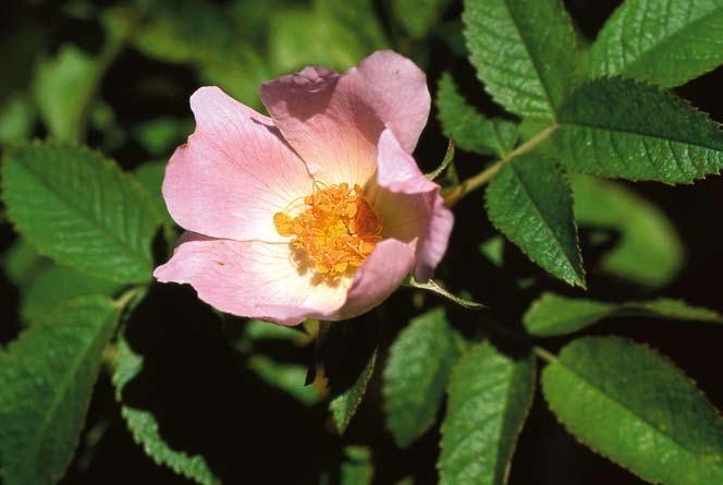 FLORAVÄKTARNA Filtrosen tillhör de hartsdoftande rosorna. Den liknar den vanligare luddrosen men har en trängre stiftkanal och inte så gråludna blad. Foto: Åke Svensson.