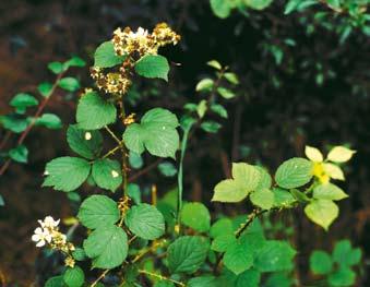 Slokbjörnbär Rubus flaccidifolius KJELL-ARNE OLSSON Slokbjörnbär är endast känd från en lokal vid Billesholm i nordvästra Skåne där den först samlades av Helge Rickman 1956.