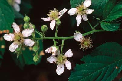 FLORAVÄKTARNA Pyramidbjörnbär har fått sitt namn av sin stora, ofta något pyramidformade blomställning. Foto: Åke Svensson. Rubus pyramidalis is known from two sites in northwestern Skåne.