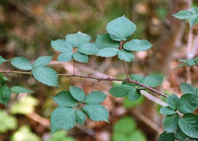 SVERIGES AKUT HOTADE ARTER men i dag dock etablerad och bofast. Skuggbjörnbär har även blivit funnen som inkommen med stormvirke från kontinenten i Värmland och Småland.