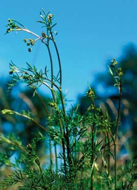 SVERIGES AKUT HOTADE ARTER Antal blommande stjälkar av flikstånds på dess tre skånska lokaler. Number of flowering stems of Senecio erucifolius at its three recent sites in southwestern Skåne.