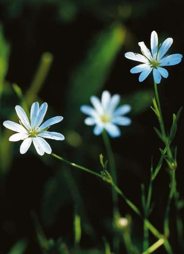 FLORAVÄKTARNA Finnstjärnblomma liknar mycket grässtjärnblomma, men den senare har i regel hårkantade stödblad. Foto: Åke Svensson.