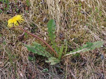 FLORAVÄKTARNA Habomaskros känns lättast igen på bladens speciella tandning och kopparfärgade mittnerv samt de blådaggiga knopparna. Foto: Margareta Edqvist.