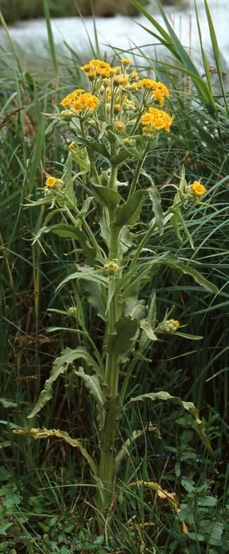FLORAVÄKTARNA Gotlandsmaskros Taraxacum polium BO-GÖRAN JOHANSSON Gotlandsmaskrosen är en kärrmaskros (sektionen Celtica) som uppmärksammades först i början av juni 1910 i Endre socken på Gotland,