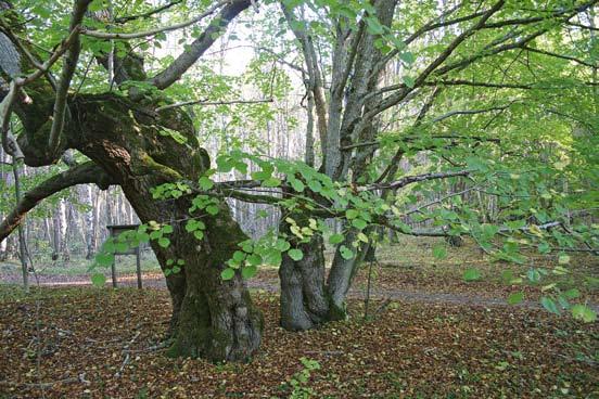 FLORAVÄKTARNA Blötebågslinden på Norra Öddö i norra Bohuslän är en av landets få vildväxande bohuslindar.