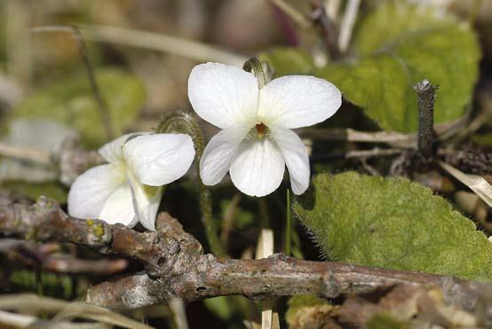 SVERIGES AKUT HOTADE ARTER Silverviolen blommar redan i mars april. Den liknar luktviolen men har vita blommor med svagare violdoft. Den växer närmast i södra Tyskland och i polska Karpaterna.