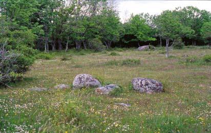 Sandbrodd på Öland ett gammalt nyfynd Ett bortslarvat och nästan bortglömt fynd fick ny aktualitet efter en artikel i SBT.