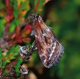 KRISTER LARSSON Under senare år har kunskaperna om mångfalden av växter och djur i det halländska landskapet ökat lavinartat och för kärlväxterna har arbetet med landskapsfloran Hallands flora