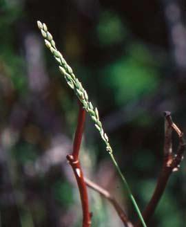 SKOGLUND Figur 2. Sandbrodd har en ganska tätt sammanhållen vippa med tilltryckta grenar. Milium vernale has a rather tight raceme with upright branchlets.