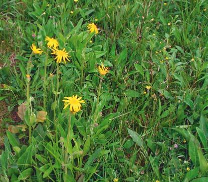 Pseudorchis albida, Arnica montana and Digitivalva arnicella are all favoured by burning and late grazing.