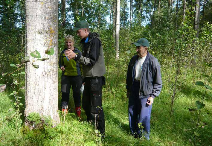 2007 Vi lånade ett tillväxtborr, borrade i flera stammar och kunde inte se några spår av röta. Vi tog beslutet att slutavverka beståndet. Detta skedde under början av hösten 2007.