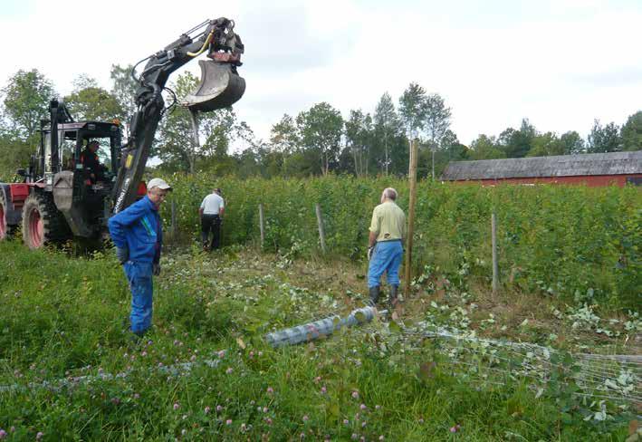 2008 På våren hägnande vi området bakom Ladugården ca 1 hektar, då vi sett mycket skador av älg på de stammar som fanns på andra bestånd av