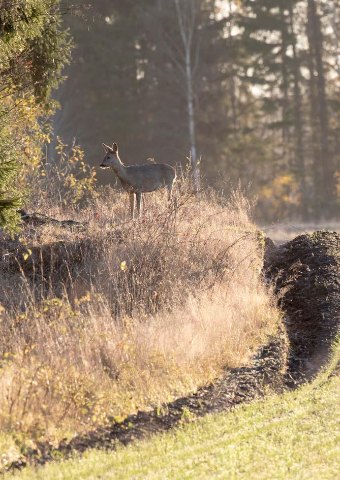 Foto: Göte Eriksson Klövvilt som rådjur och älg uppehåller sig gärna i bryn mellan skogs- och jordbruksmark.