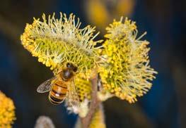 Här kan bin, humlor, fjärilar, fåglar, harar, klövvilt och andra hitta mat, boplatser och skydd. Här kan också olika växter trivas.