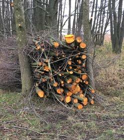 En tvär skogskant kan bli ett variationsrikt bryn Ska du avverka skog som gränsar till jordbruksmark behöver du tänka på det framtida brynet redan när du planerar avverkningen.