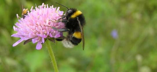 Låt lövträd och buskar utvecklas genom naturlig föryngring. Du kan också plantera lövträd och buskar i zonen.