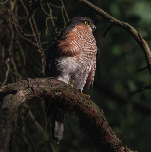 Sparvhöken finns i Årstaskogen SPARVHÖK Typiska kännetecken: 28 cm hannen, 38 cm honan. Vingbredd 60 cm resp. 75 cm. Liten rovfågel med lång stjärt och korta rundade vingar.