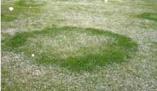 Varje häxring består av en individuell svamp som växer och sprider sig i jorden under häxringen. Svampens mycel växer radiellt utåt i en cirkel och försvagas i mitten av cirkeln där gräset återkommer.