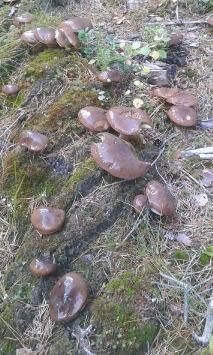 Väster om Risnäs Söndag 10 september Endast ett fåtal medlemmar hade samlats vid mötesplatsen för vidare färd mot Risnäs denna morgon, vädret var sådär.